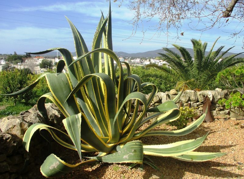 Vacation Home Casas de Mar - Peixe Rei, Quelfes, Portugal 